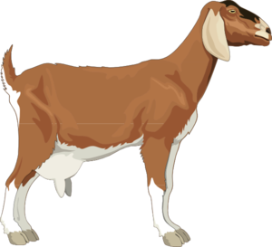 Brown Goat Clip Art